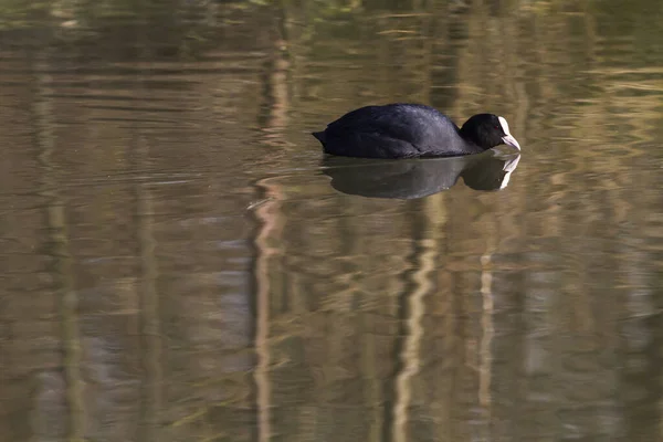 Uma Galinha Uma Lagoa Perto Homburg — Fotografia de Stock