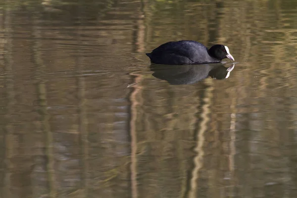 Ein Huhn Auf Einem Teich Bei Homburg — Stockfoto