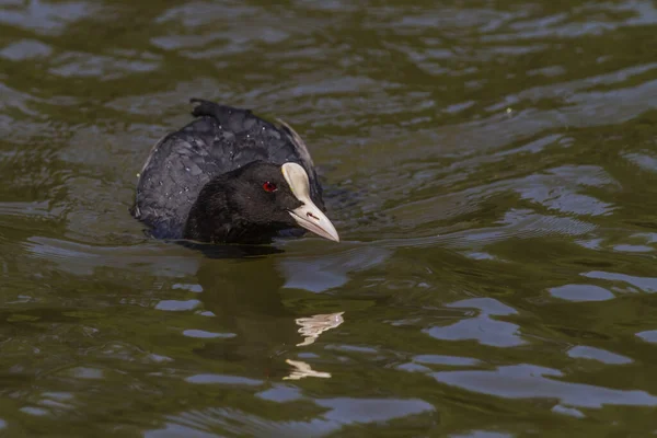 Ein Huhn Auf Einem Teich Bei Homburg — Stockfoto