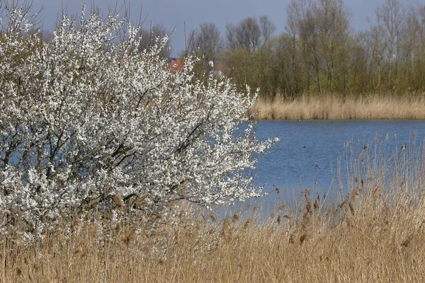 Arbre Fleurs Biotope — Photo