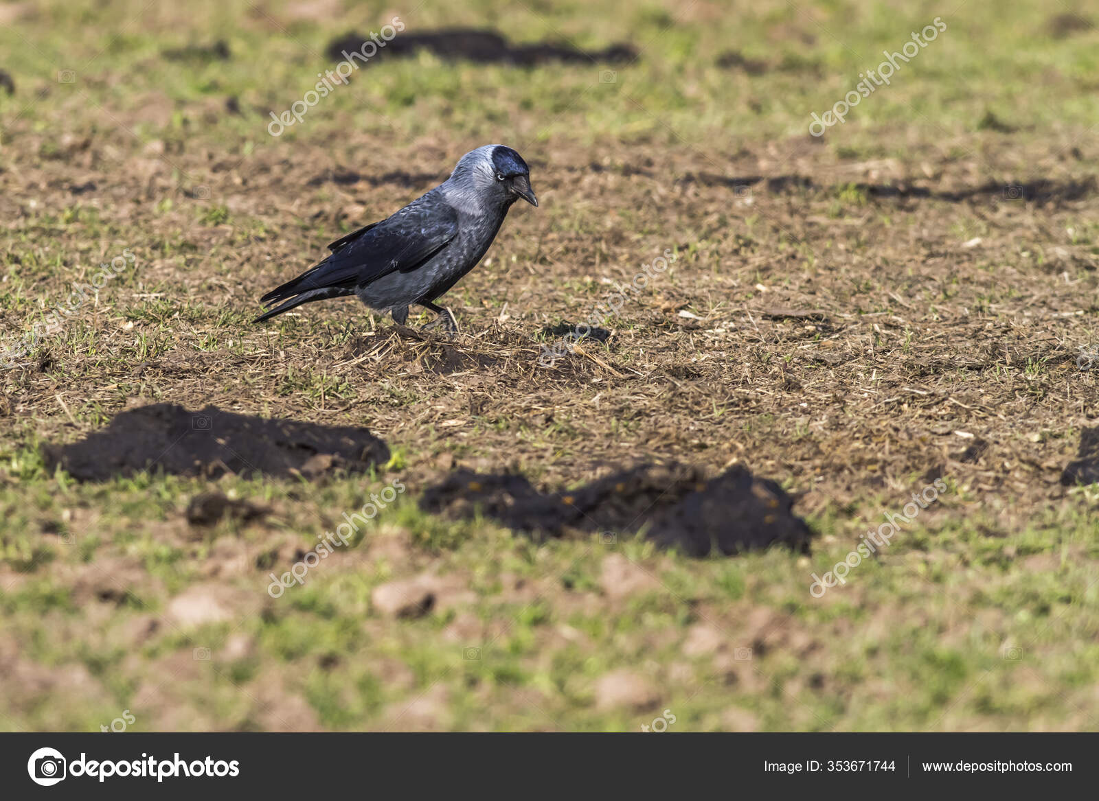 Dohle Looking Food Beeder Bruch Stock Photo Image By C Panthermediaseller 353671744