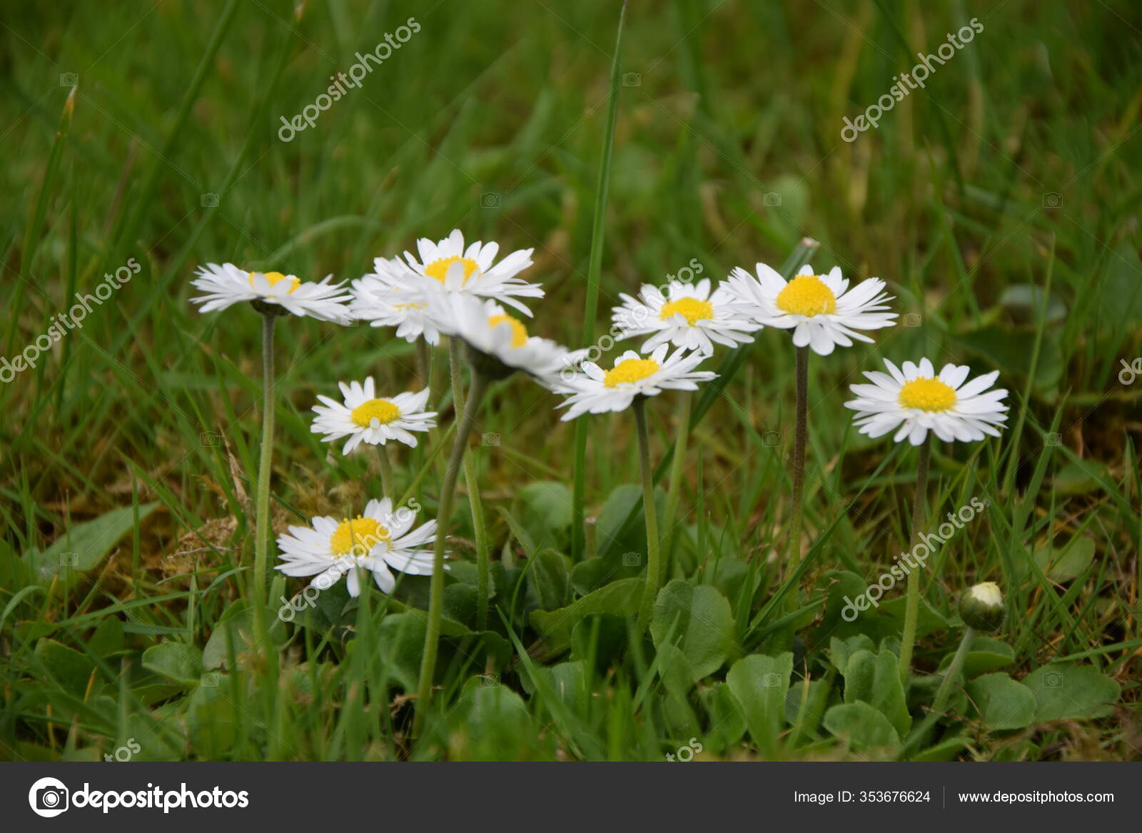 Daisy Flower Flowers Meadow Flower Meadow Flower Flowers Natural Bellis —  Stock Photo © PantherMediaSeller #353676624, image size:1600x1167