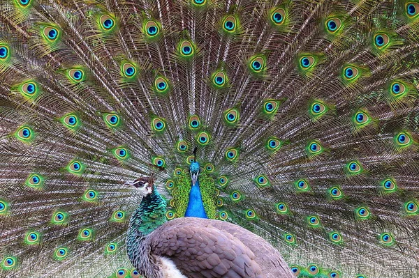 Een Balende Pauw Met Een Uitgespreide Veerkroon Verslaat Zijn Prachtige — Stockfoto