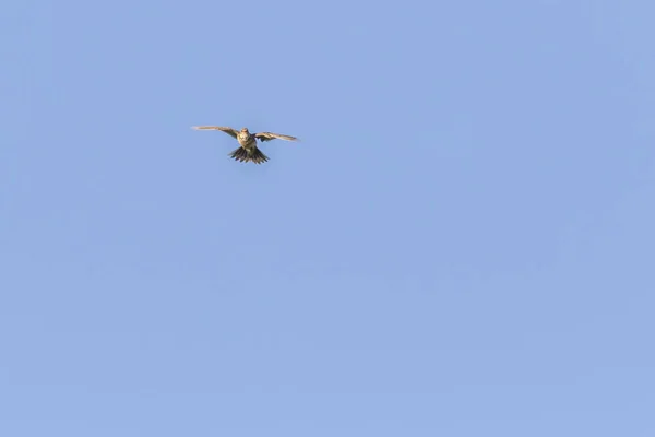 Una Alondra Campo Vuelo — Foto de Stock