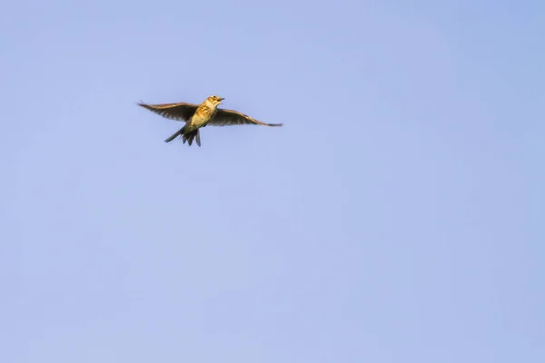 Fältlärka Enda Flygning — Stockfoto