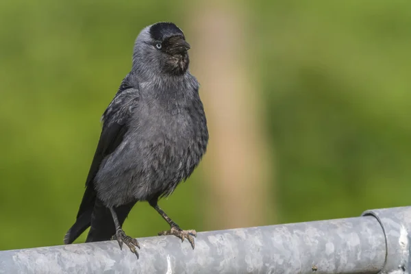 Eine Dohle Auf Nahrungssuche Beeder Bruch — Stockfoto