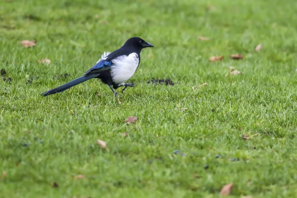Magpie Looking Food — Stock Photo, Image
