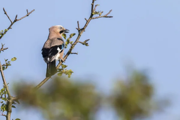 Una Garza Bellota Sienta Una Rama — Foto de Stock