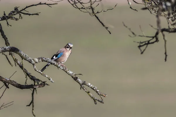 Ekollonheron Sitter Gren — Stockfoto