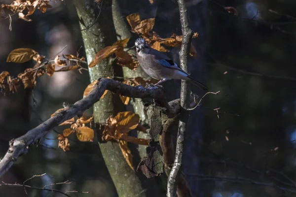 Gland Héron Est Assis Sur Une Branche — Photo