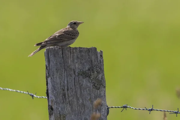 Field Lark Single Flight — стоковое фото