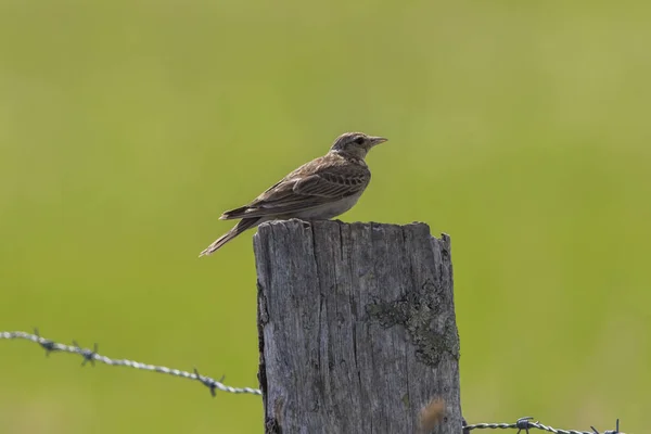 Eine Feldlerche Singflug — Stockfoto