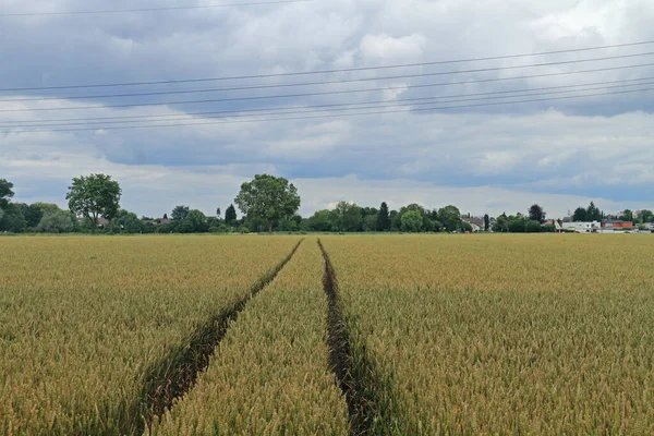 Lane Grain Field — Stock Photo, Image