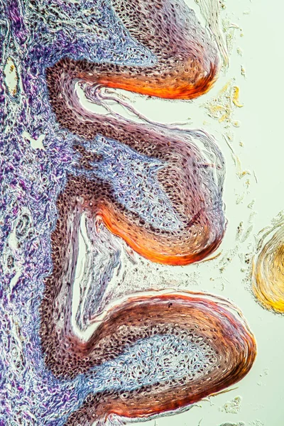 Тканини Смаковими Рецепторами 200Х — стокове фото