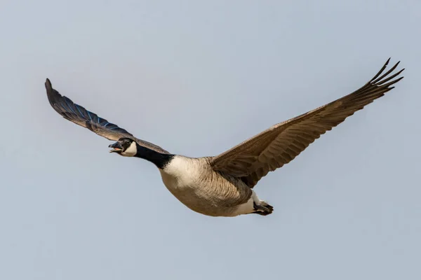 Volando Gritando Ganso Canadá Frente Del Cielo Azul —  Fotos de Stock