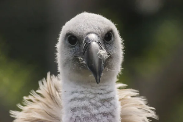 Griflonský Sup Potzberg Wildlife Park Poblíž Kusel — Stock fotografie