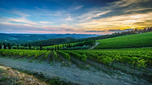 View Vineyards Hills Tuscany — Stock Photo, Image