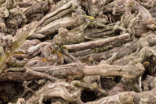 Old Ripped Out Vines Tangled Top Each Other Background — Stock Photo, Image