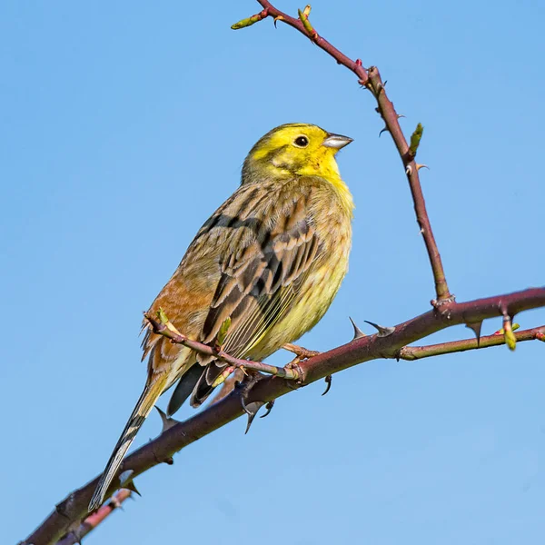 Goldammer Sitzt Auf Einem Dornenzweig Vor Blauem Hintergrund — Stockfoto