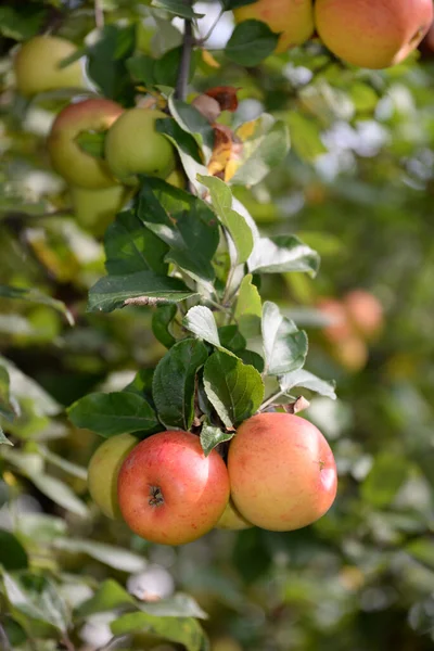 Μηλιά Μηλιά Δέντρο Κλαδί Κλαδί Κόκκινο Φρούτα Γεωργία Τρόφιμα Μήλα — Φωτογραφία Αρχείου