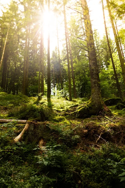 Sonnenlicht Durch Die Bäume Einem Dunklen Wald — Stockfoto