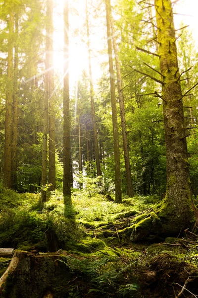 Sonnenlicht Durch Die Bäume Einem Dunklen Wald — Stockfoto