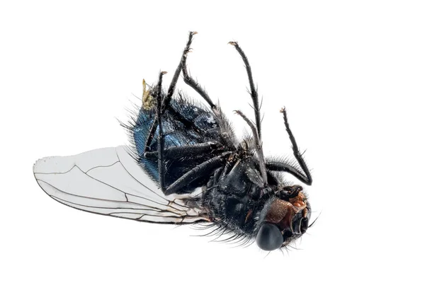 Κοντινό Πλάνο Μιας Νεκρής Μύγας Ξαπλωμένης Στην Πλάτη Της — Φωτογραφία Αρχείου