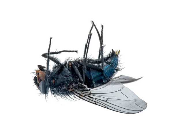 Κοντινό Πλάνο Μιας Νεκρής Μύγας Ξαπλωμένης Στην Πλάτη Της — Φωτογραφία Αρχείου