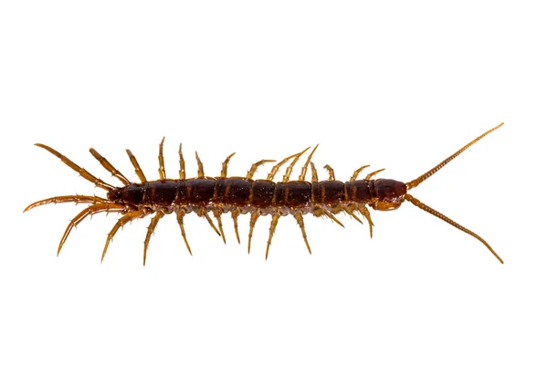 Close Red Brown Centipede Exposed White — Stock Photo, Image