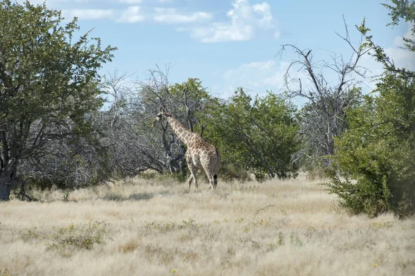 Жираф Этоше Намибия — стоковое фото