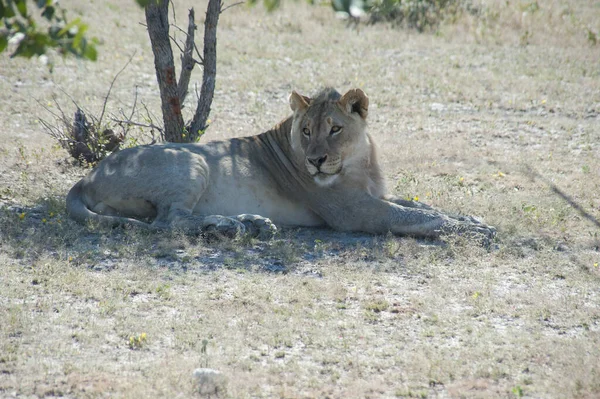 Lion Etosha Namibia — Stock Photo, Image