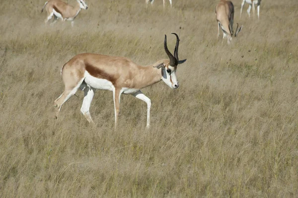 Springbok Etosha Namibia — Stock Photo, Image