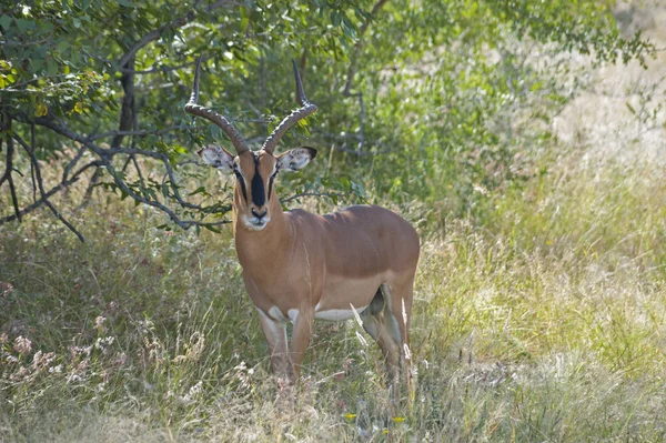 Springbok Etosha Namibië — Stockfoto