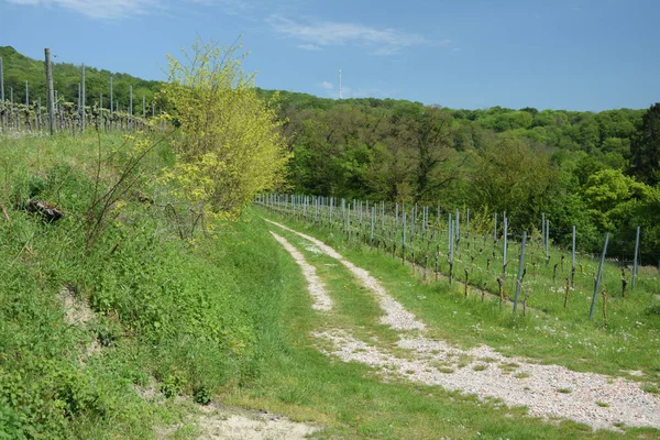 Road Vineyards Dirt Road Kaiserstuhl Business Trail Track Irsingen Road — 图库照片