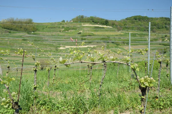 Kaiserstuhl Heringen Baden Wuerttemberg Duitsland Wijnbouw Wijnbouwareaal Zwemmen Landschap Wijngaard — Stockfoto