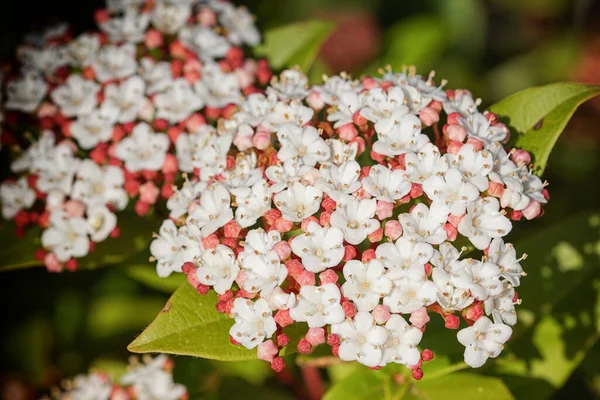 Laurustinus Viburnum Tinus Trädgårdsblommor — Stockfoto