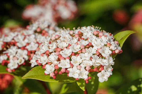 Laurustinus Viburnum Tinus Trädgårdsblommor — Stockfoto