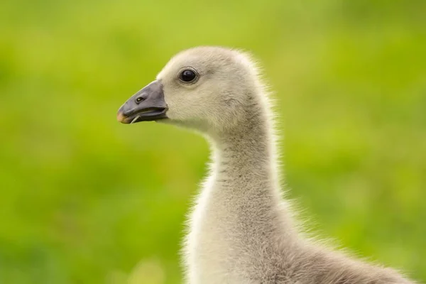 Chick Steinbacher Kampfgans — Stock fotografie