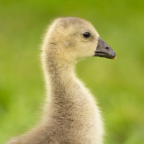 Chick Steinbacher Kampfgans — Stock Photo, Image