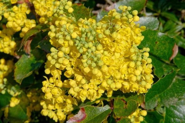 不同的花 有选择的焦点 — 图库照片