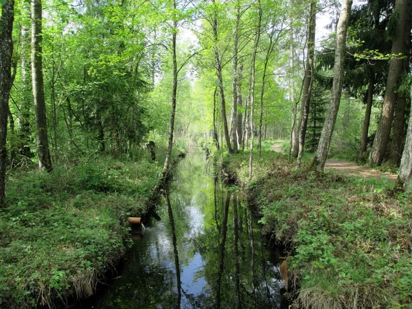 Refugio Parque Natural Kottenforst Ville Brhl Renania Del Norte Westfalia — Foto de Stock