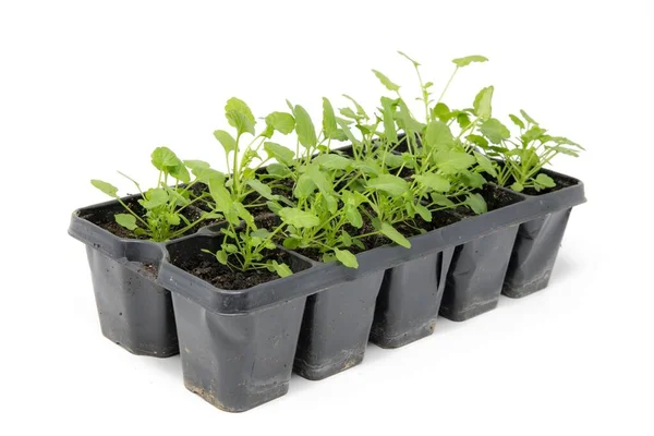 Várias Plantas Ervas Pequenas Vasos Plantas Pequenas Expostas Branco — Fotografia de Stock