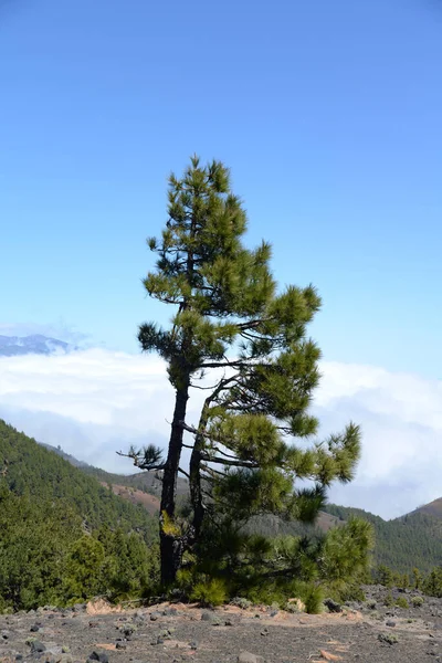 Pinho Pinheiro Canário Rota Vulcânica Ruta Los Volcanes Árvore Palma — Fotografia de Stock