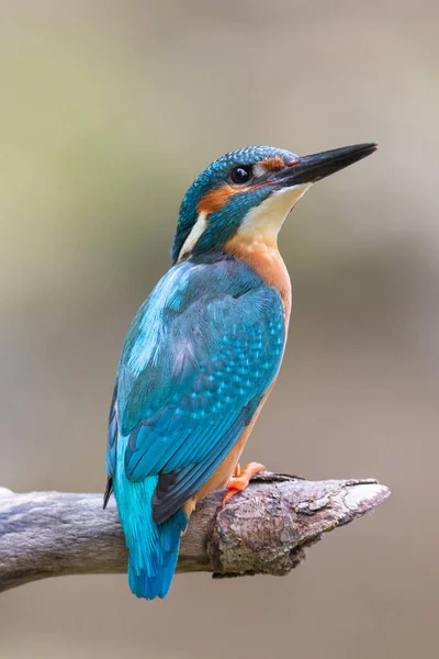 Nahaufnahme Von Eisvogel Freier Wildbahn — Stockfoto