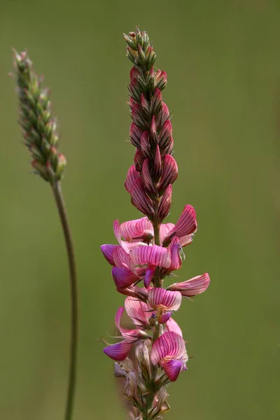 Seed Esparsette Onobrychis Viciifolia Next Grass — Stock fotografie