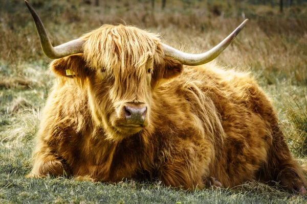 Hochlandrind Auf Der Wiese Liegend — Stockfoto