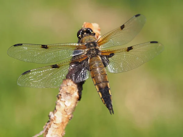 Vista Macro Primer Plano Del Insecto Libélula — Foto de Stock