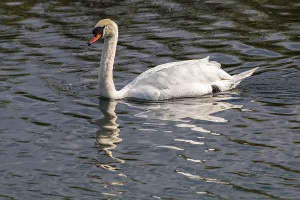 Humpback Swan Water — Stock Photo, Image
