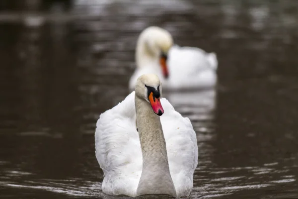 Cisne Jorobado Agua — Foto de Stock