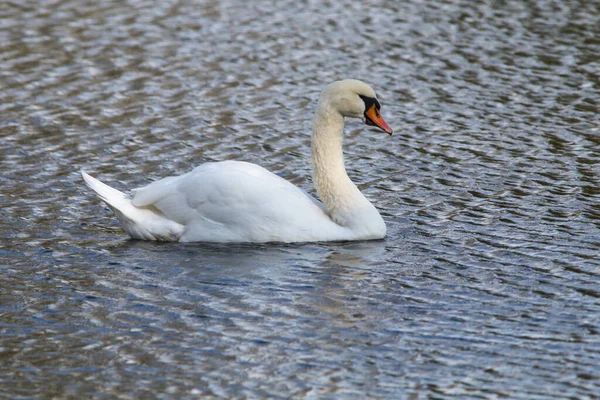 Humpback Swan บนน — ภาพถ่ายสต็อก